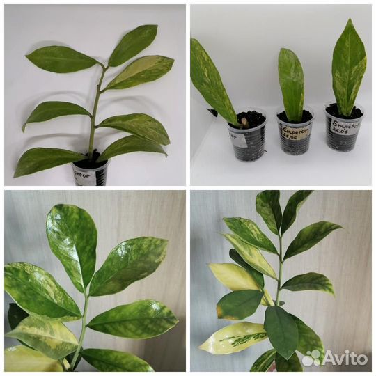 Замиокулькасы сортовые