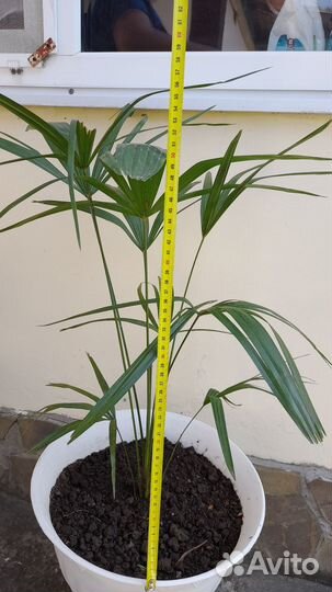 Пальмы веерные