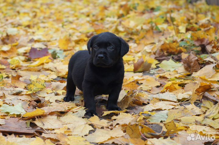 Малыши крепыши)