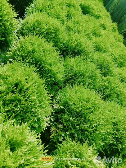 Туя шаровидная