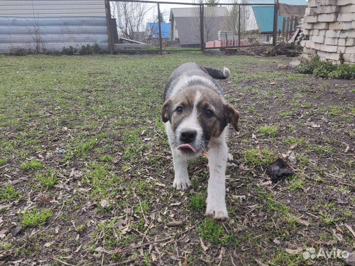 Красивые щенки