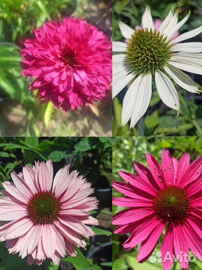 Саженцы Эхинацеи,разные сорта Многолетник