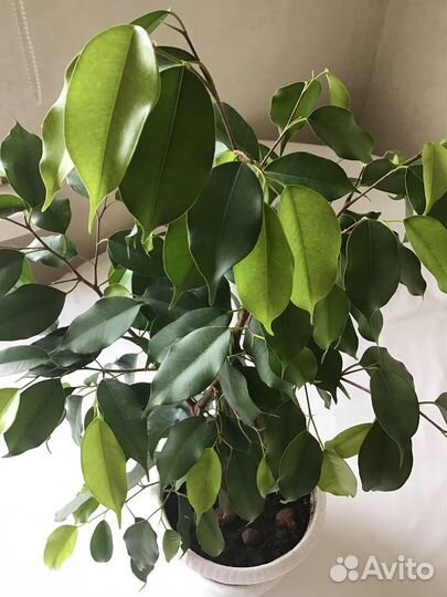 Фикус бенджамина большой отросток в горшке