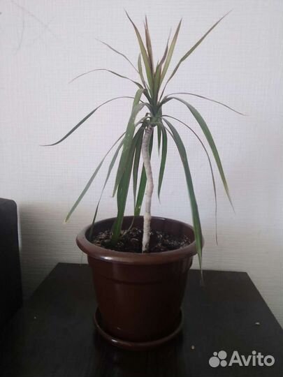 Пальма драцена