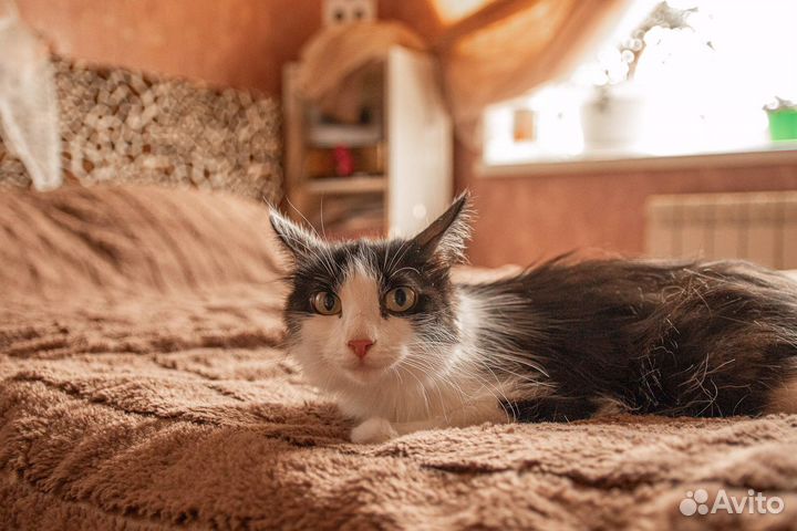 Кошка в добрые руки