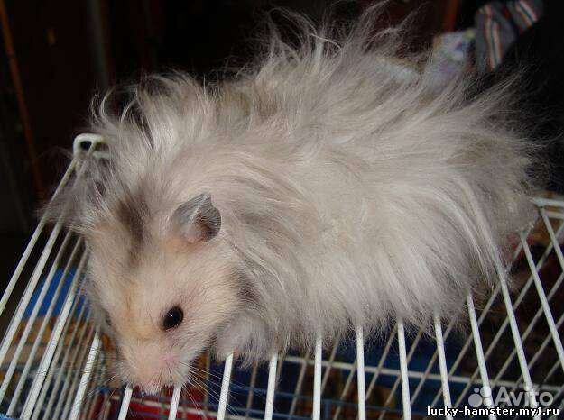 Сирийские хомяки только в хорошие руки и условия