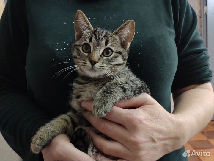 В добрые руки