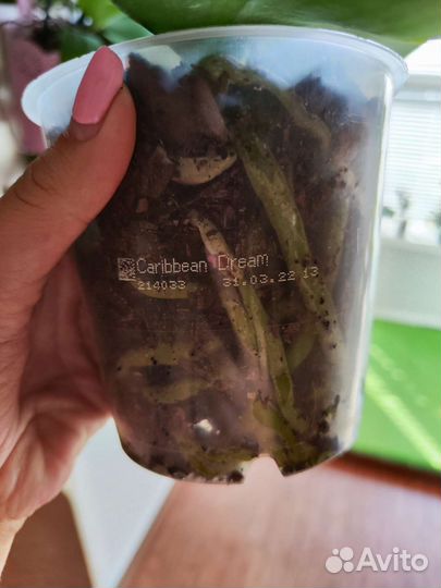 Орхидея фаленопсис Карибская мечта