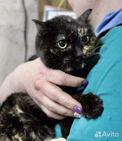 Кошечка Агата ищет свою семью