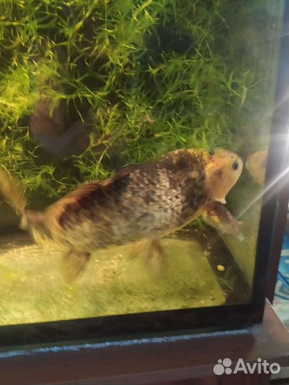 Рыба для пруда