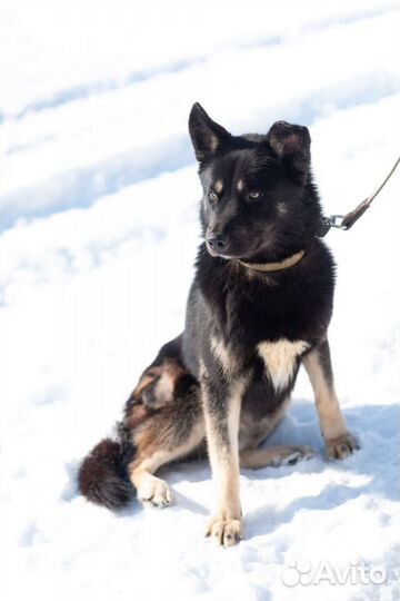 Молодой Джек