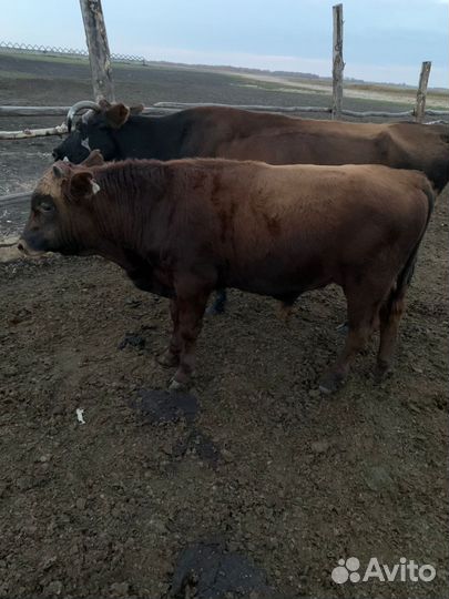 Телка и бык