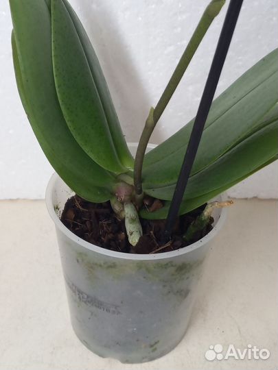 Орхидея фаленопсис