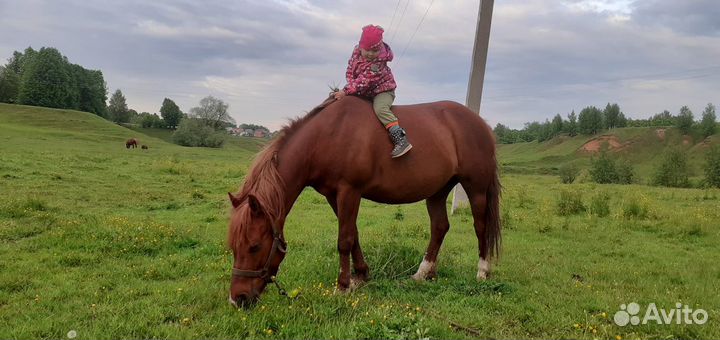 Конные походы в Чебоксарах