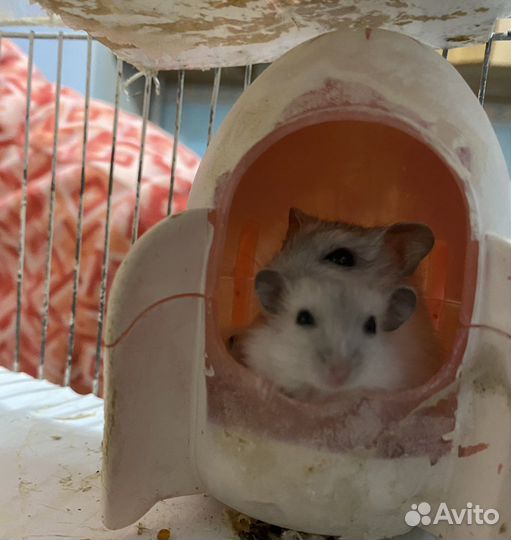 Джунгарские хомяки