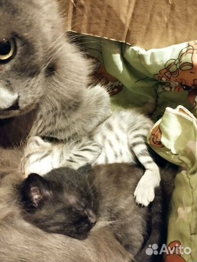 Котята