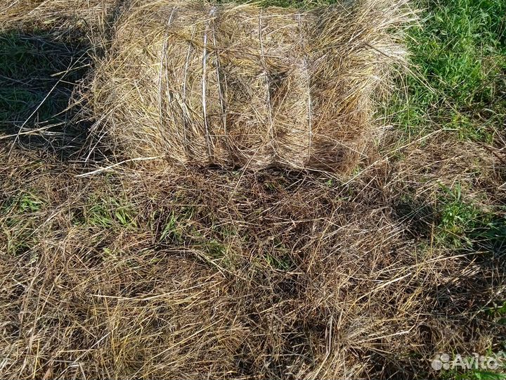 Продам сено в рулонах