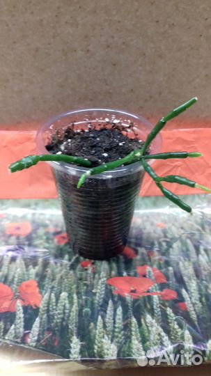 Суккуленты