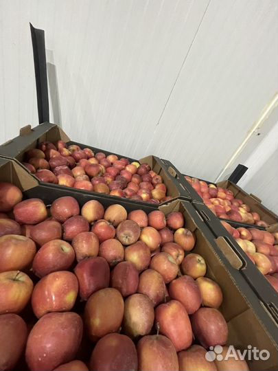 Яблоки оптом
