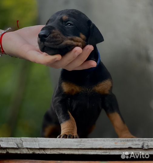 Доберман щенки