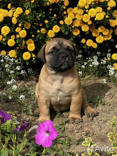 Щенки бульмастифа