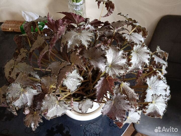 Бегония сорт Перл де Париж