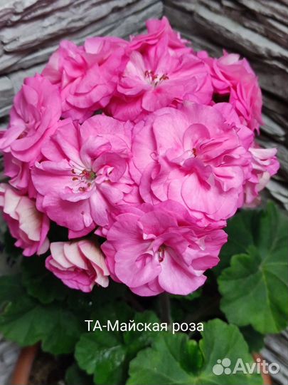 Пеларгония сортовая