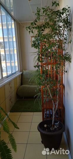 Фикус бенджамина