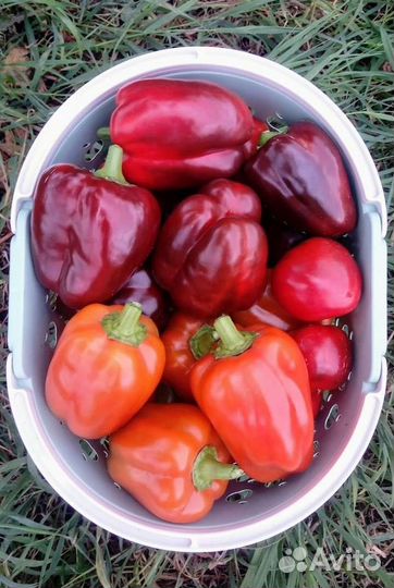 Семена перца