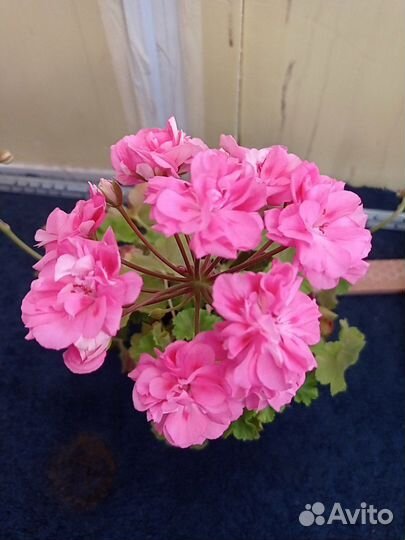 Пеларгония герань