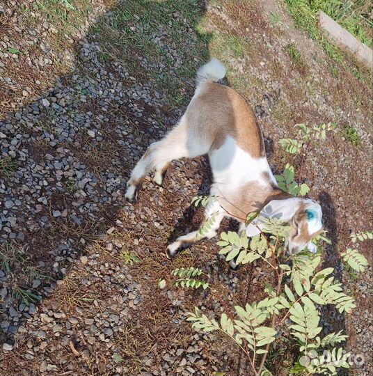 Нубийский козы