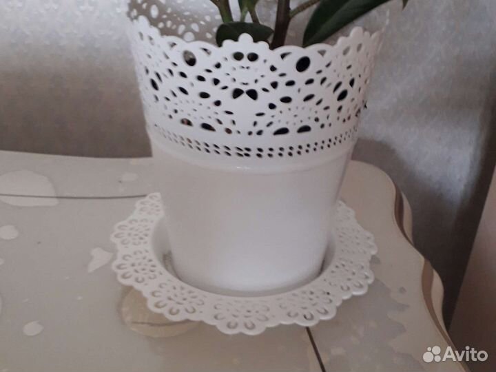 Фикус каучуконосный