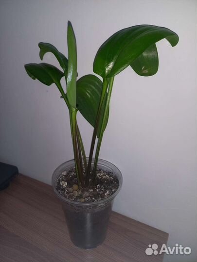 Дримиопсис комнатное растение