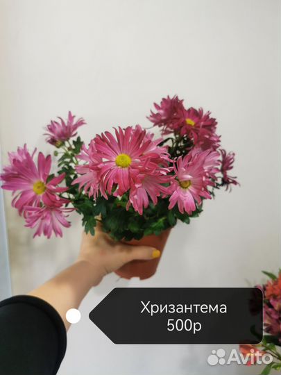 Комнатные растения