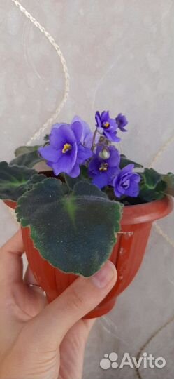 Фиалка Оптима Милления