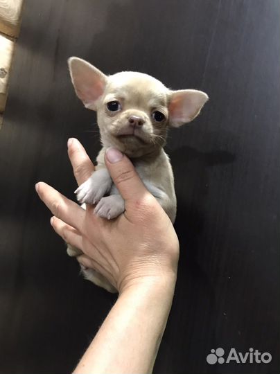 Чихуахуа мини Люсик -редкие глаза