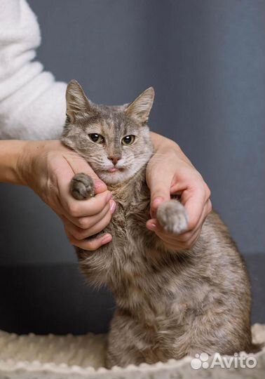 Кошечка Клюковка в добрые руки, бесплатно