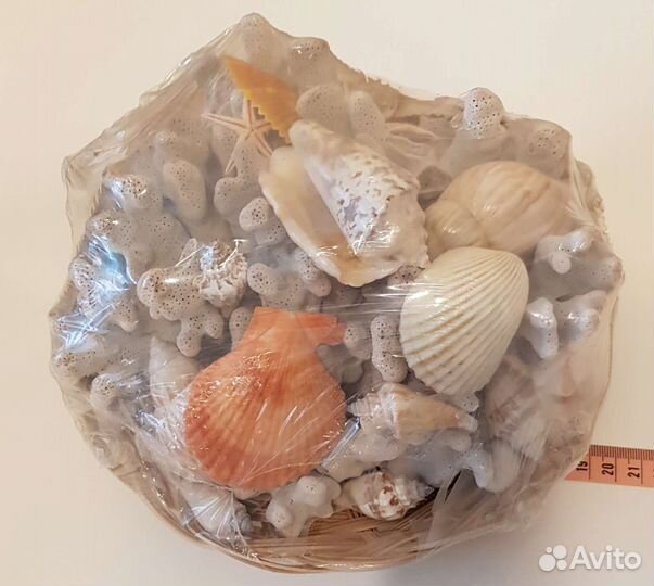 Ракушки и кораллы