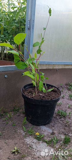 Саженцы китайского лимонника