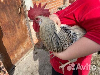 Молодые петухи