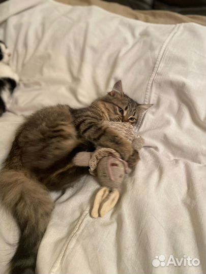 Добрый котенок