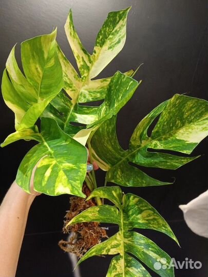 Эпипремнум Yellow Flame