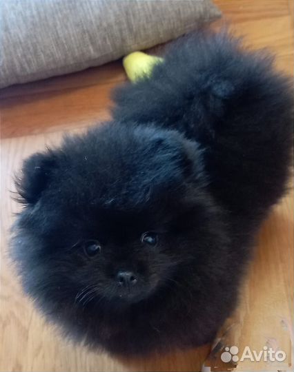 Щенок шпица