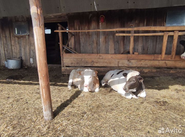 Телята бычки