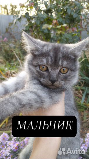 Кошки в добрые руки ласковые