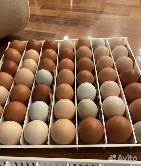 Инкубационное яйцо кур несушек