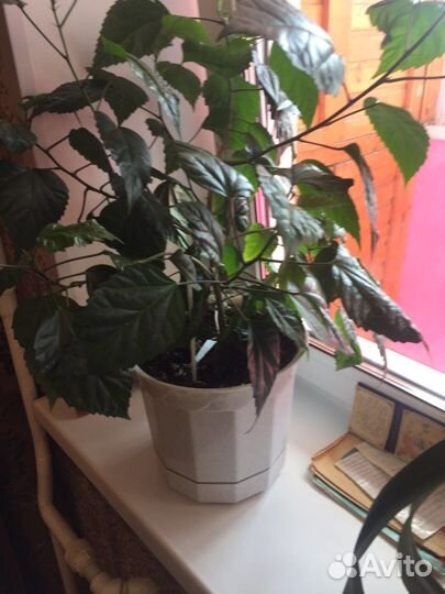 Комнатные растения цветы