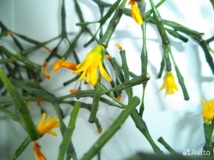 Хатиора рипсалис