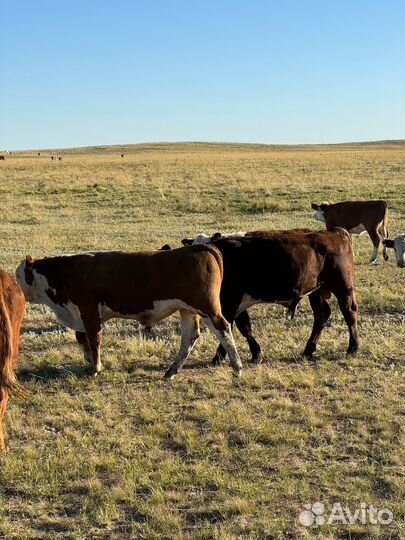 Телята бычки и тёлки