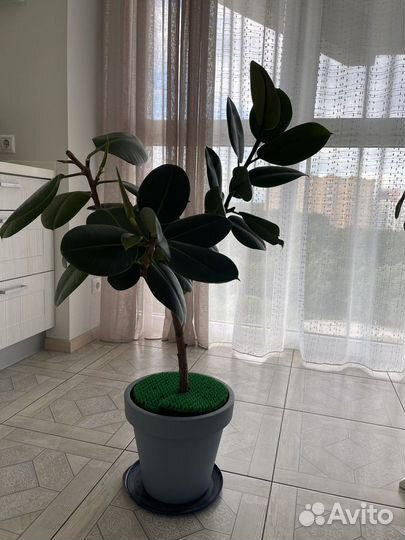 Фикус каучуконосный